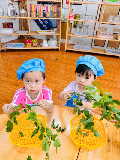HOẠT ĐỘNG TUỐT RAU NGÓT LỚ NHÀ TRẺ